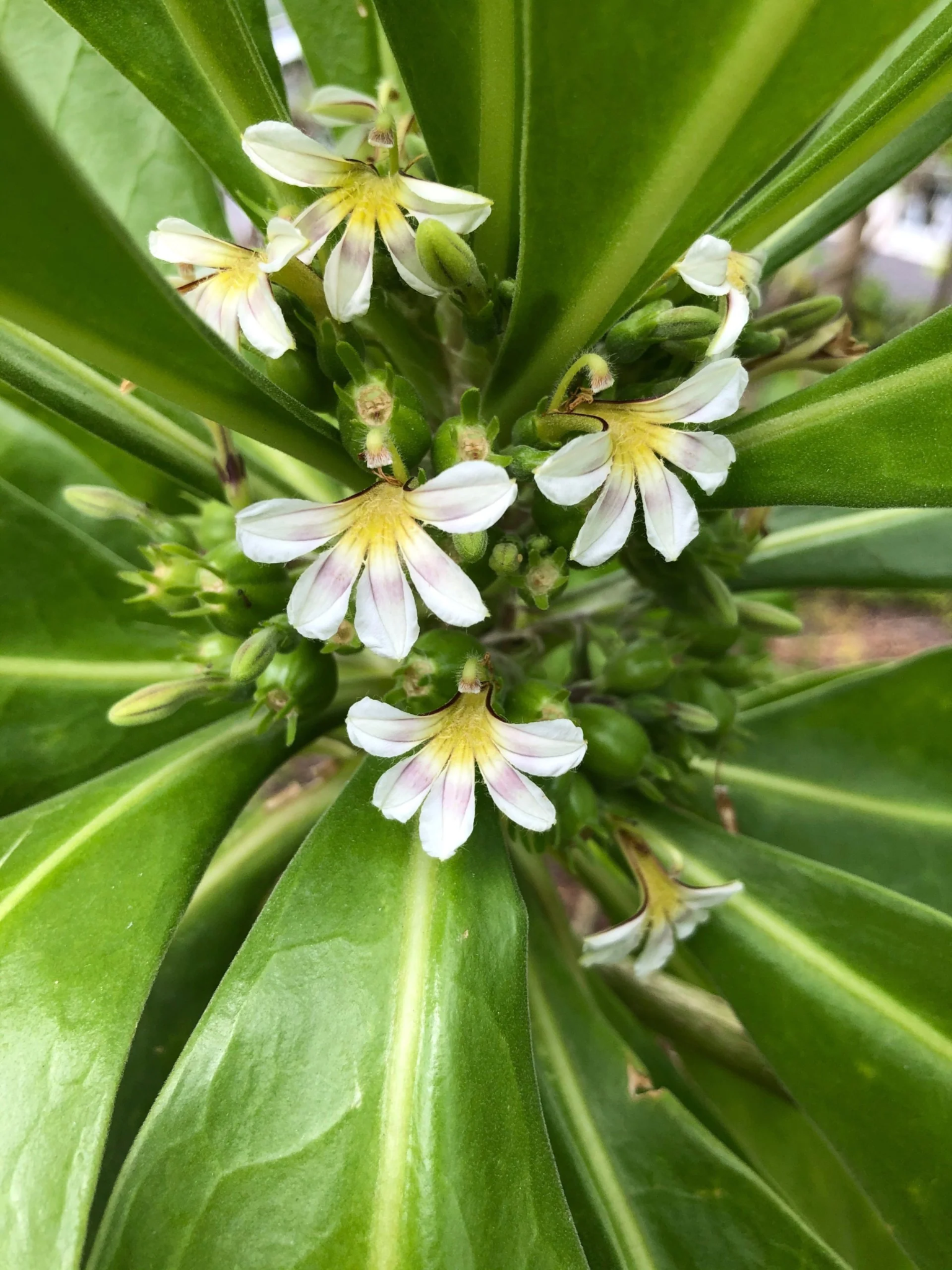 White half-flower naupaka blossoms nestled among lush green leaves